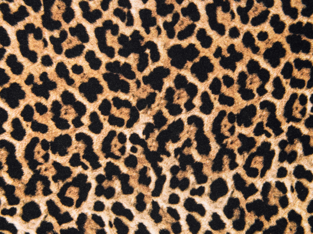 leopard